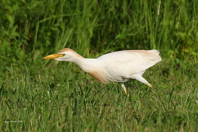 Airone Guardabuoi (Bubulcus ibis)